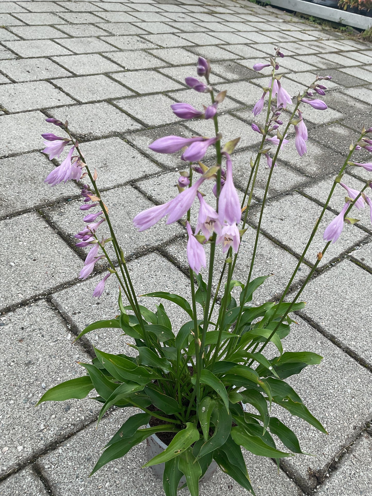 Hosta ‘Harry van Trier’