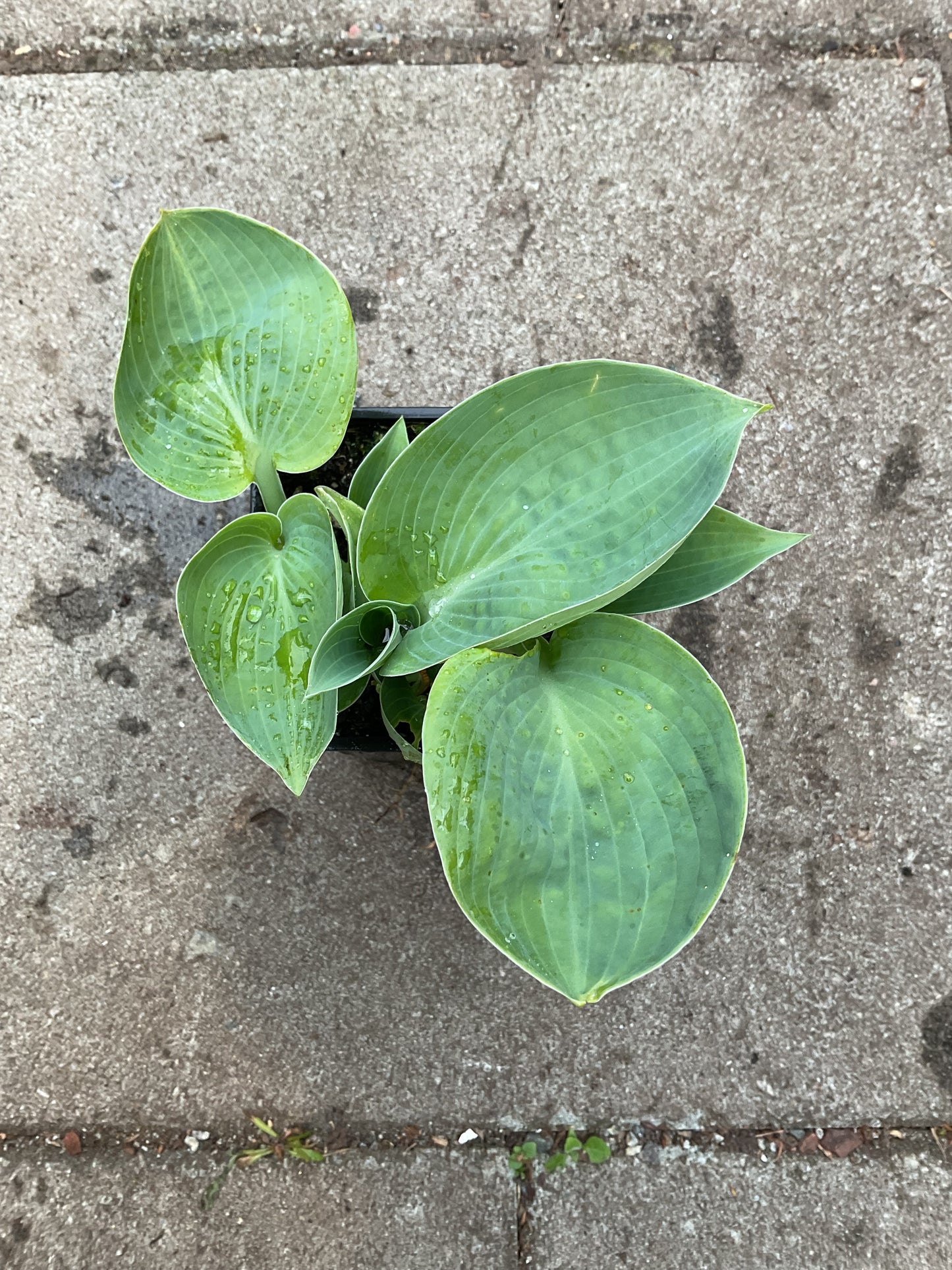Hosta ‘Big Daddy’ P 9x9