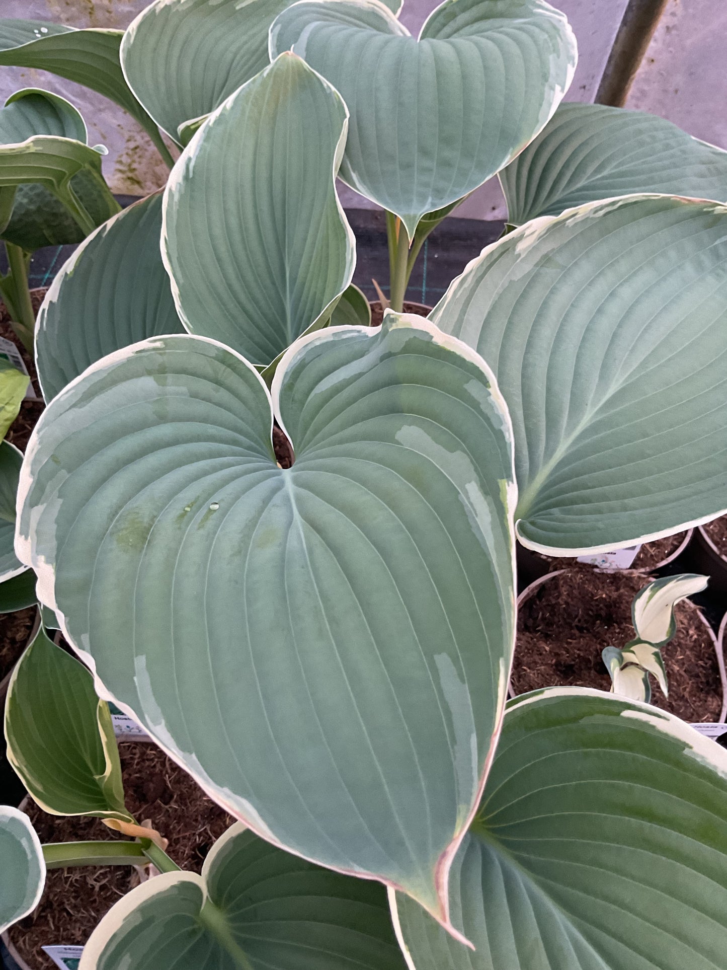 Hosta ‘Handsome Devil’ P15