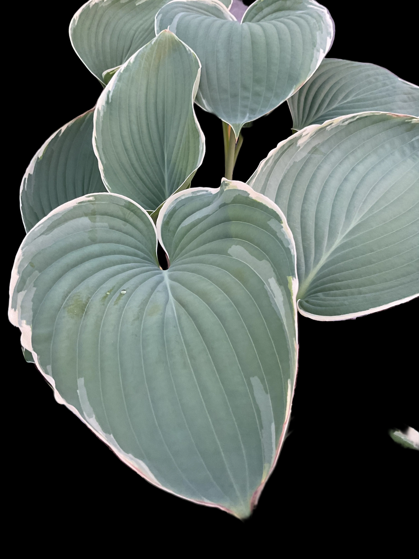 Hosta ‘Handsome Devil’ P15