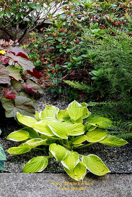 Hosta ‘Shade Fanfare’