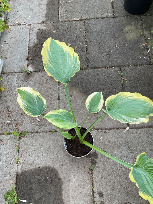 Hosta ‘The King’