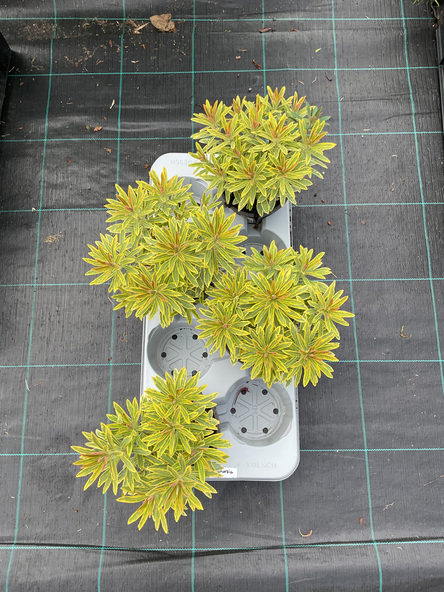 Euphorbia x martinii ‘Ascot Rainbow’ P13