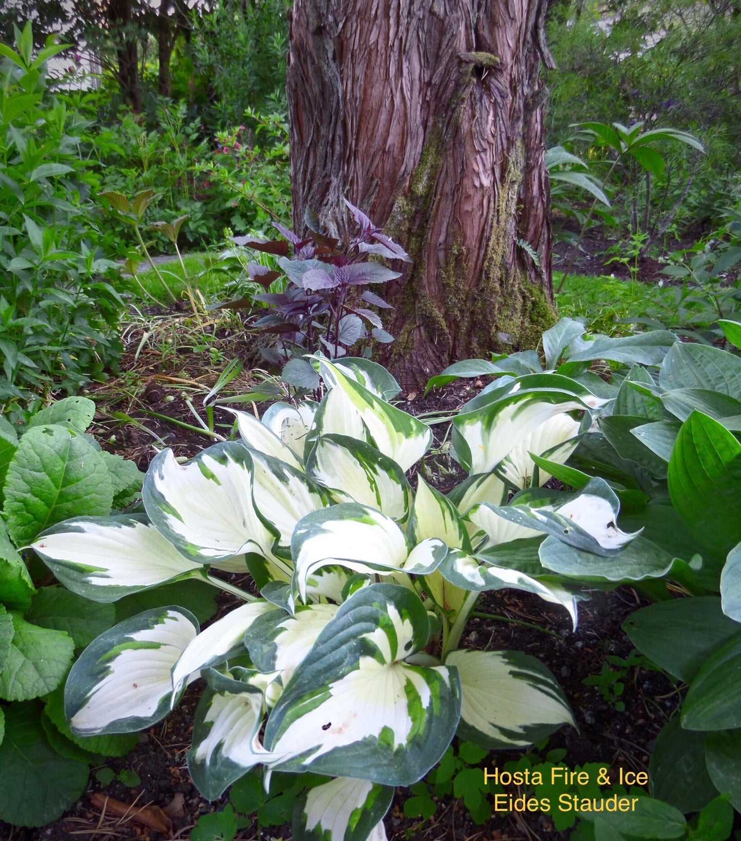 Hosta ‘Fire & Ice’