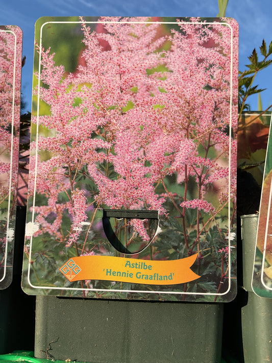 Astilbe simplicifolia ‘Hennie Graafland’