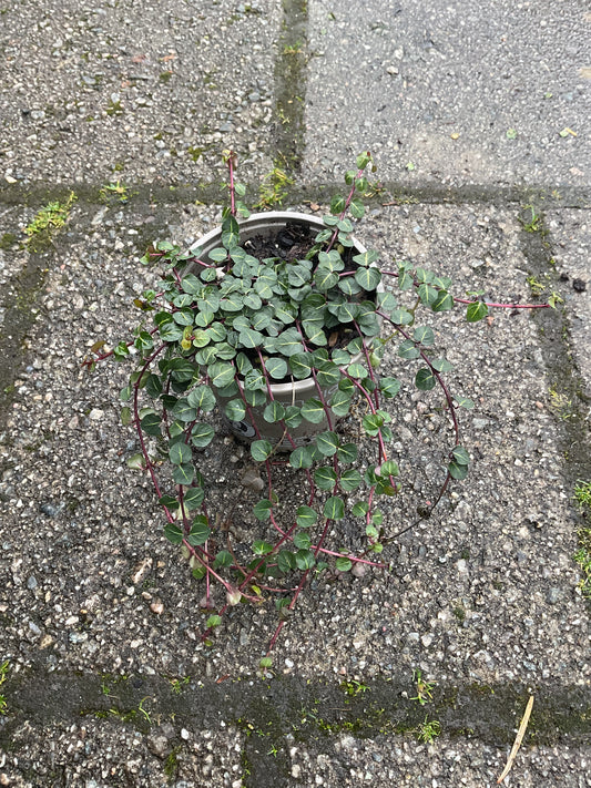 Mitchella repens P9
