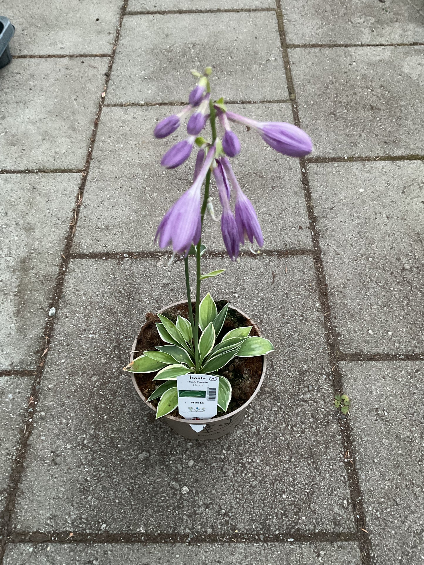 Hosta ‘Hush Puppie’ P15