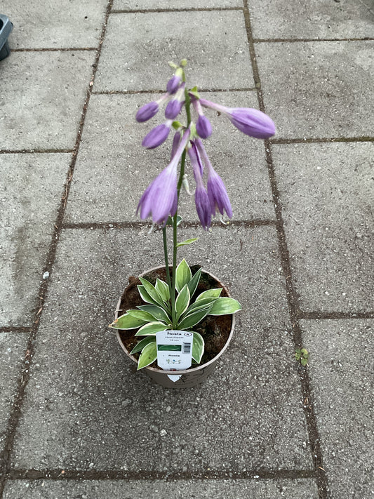 Hosta ‘Hush Puppie’ P15