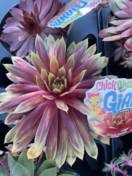Sempervivum ‘Giants’ ‘Gold Mine’