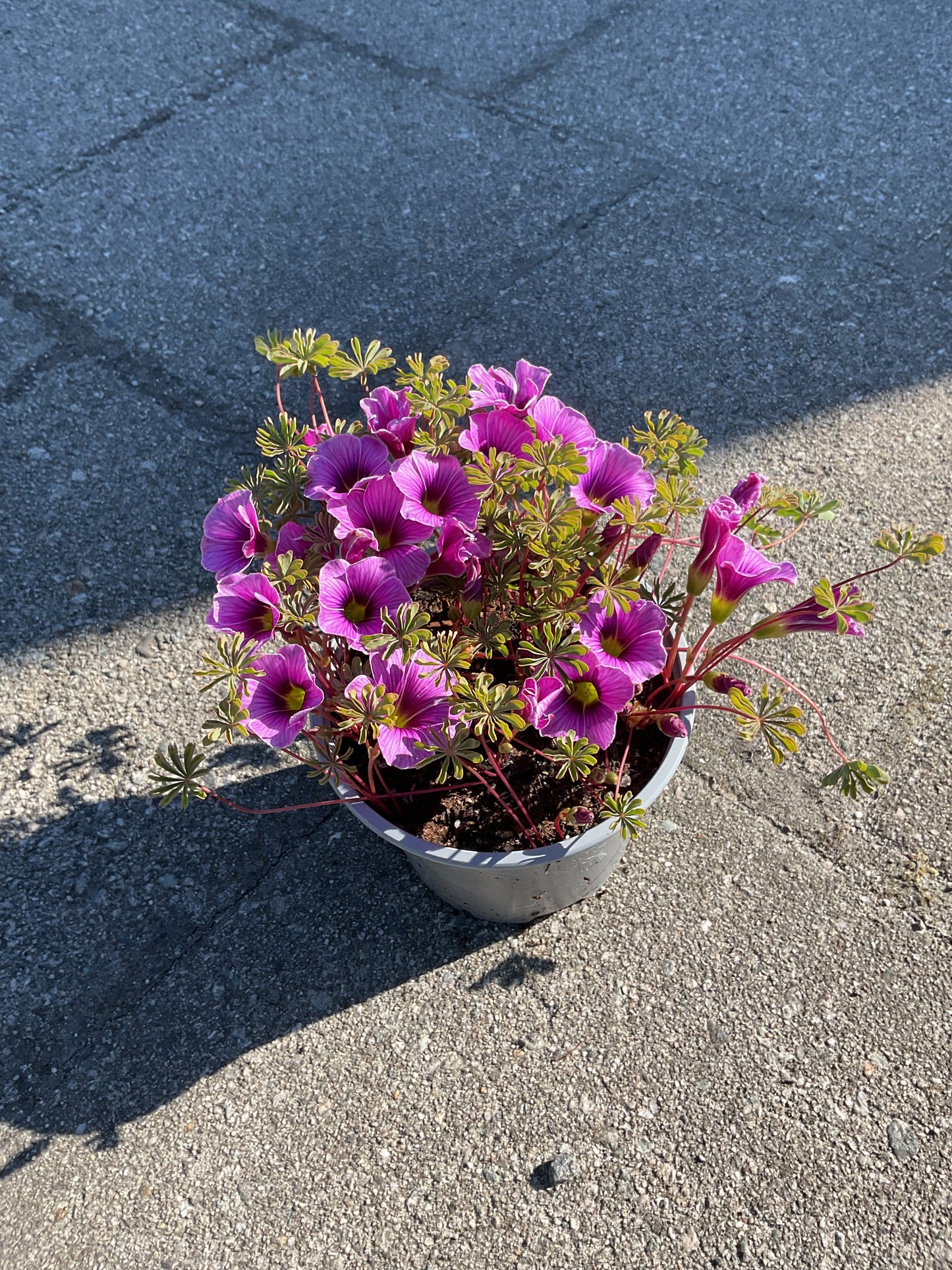Oxalis enneaphylla ‘Patagonia’