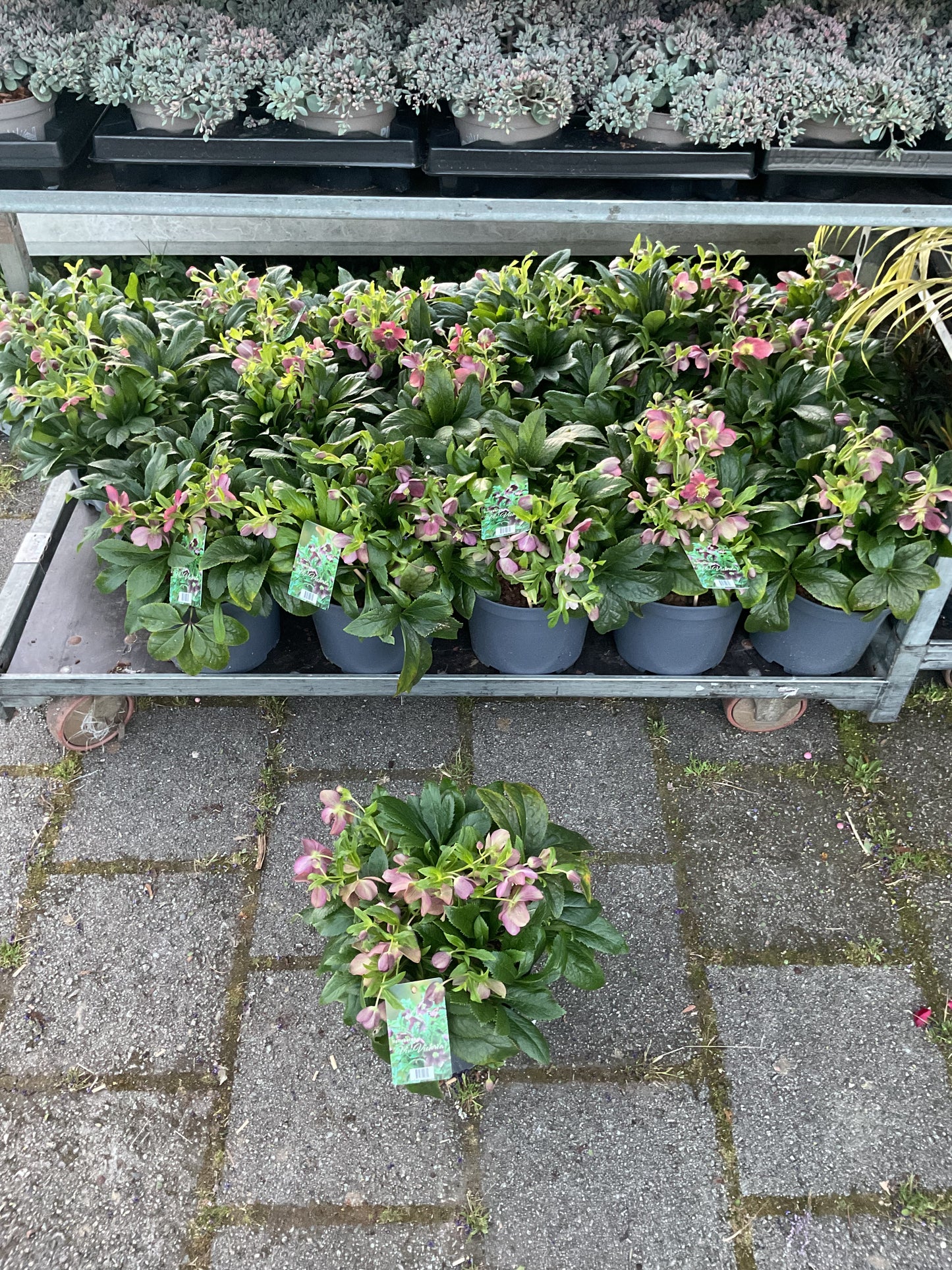 Helleborus orientalis ‘VIV Victoria’ P21