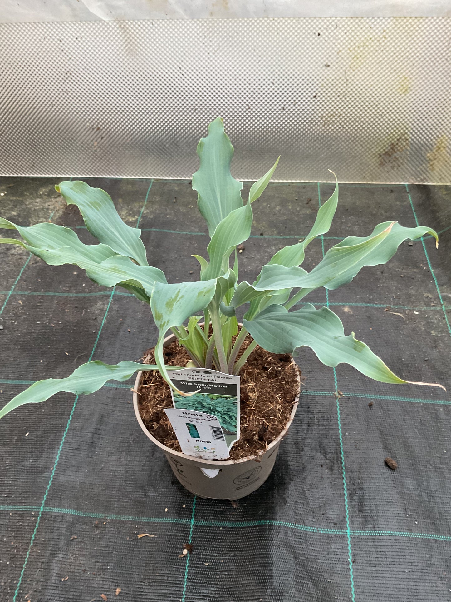 Hosta ‘Wild Imagination’ P15