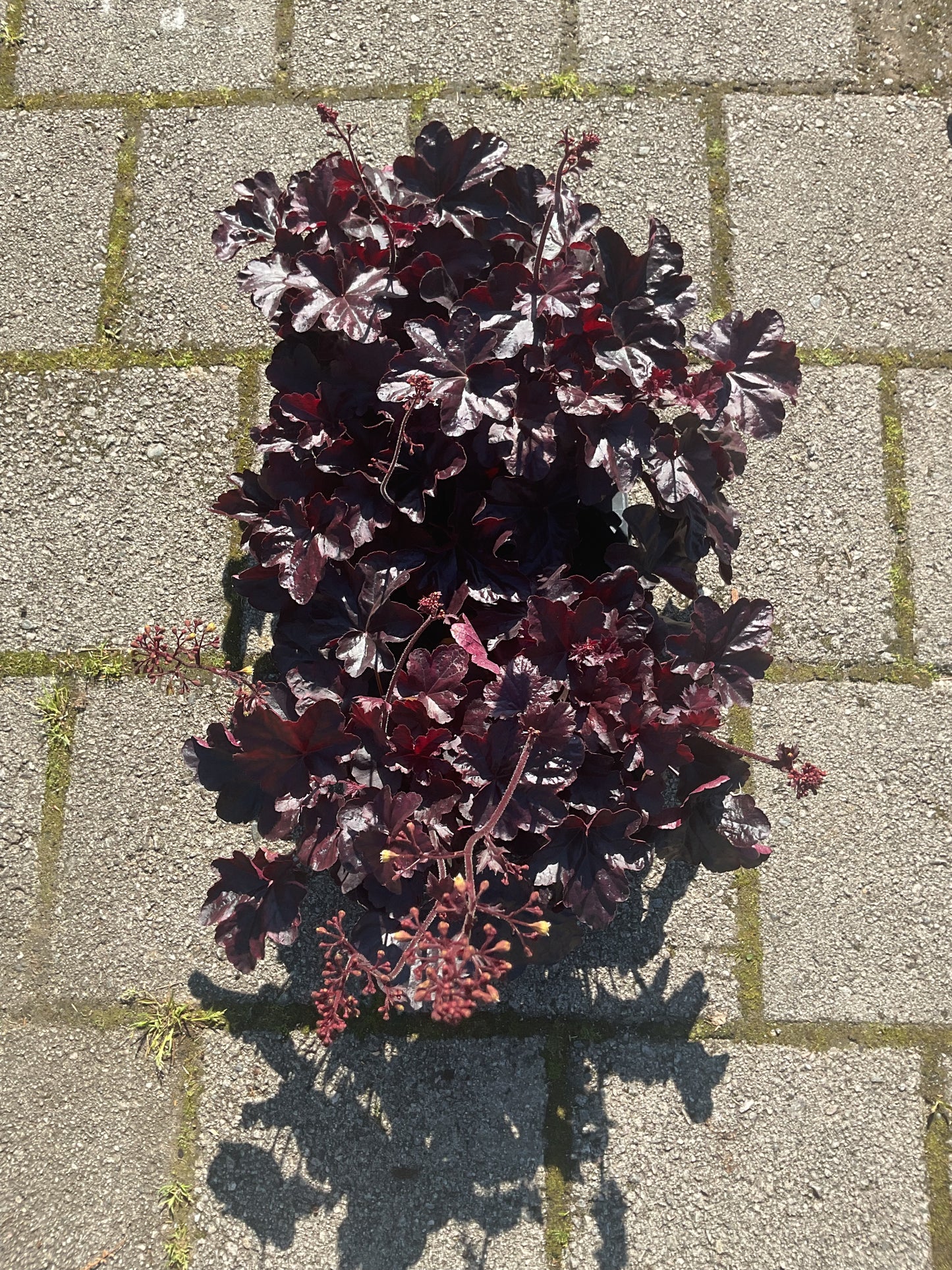 Heuchera ‘Obsidian’ P12