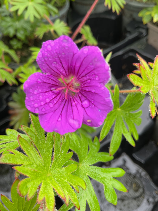 Geranium sanguineum ‘Khan’ P12