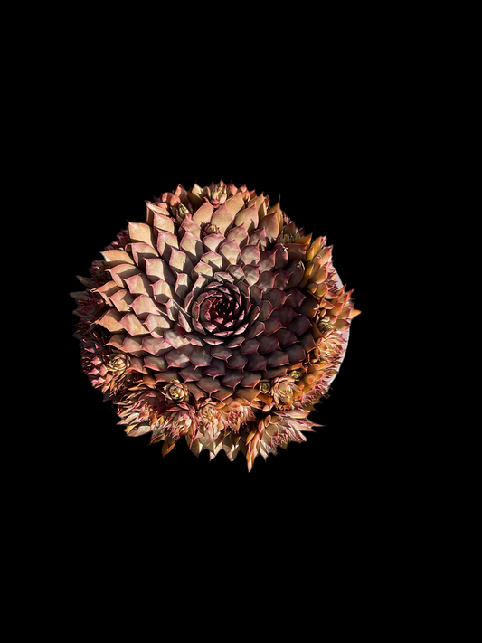 Sempervivum ‘Big Sam’™️ ‘Country Red’ P17