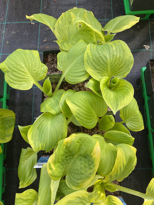Hosta ‘Delta Dawn’ P11x11