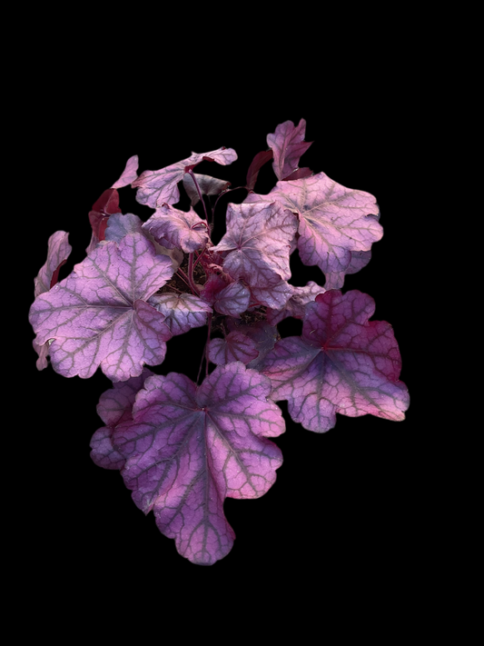 Heuchera ‘Wild Rose’ P15