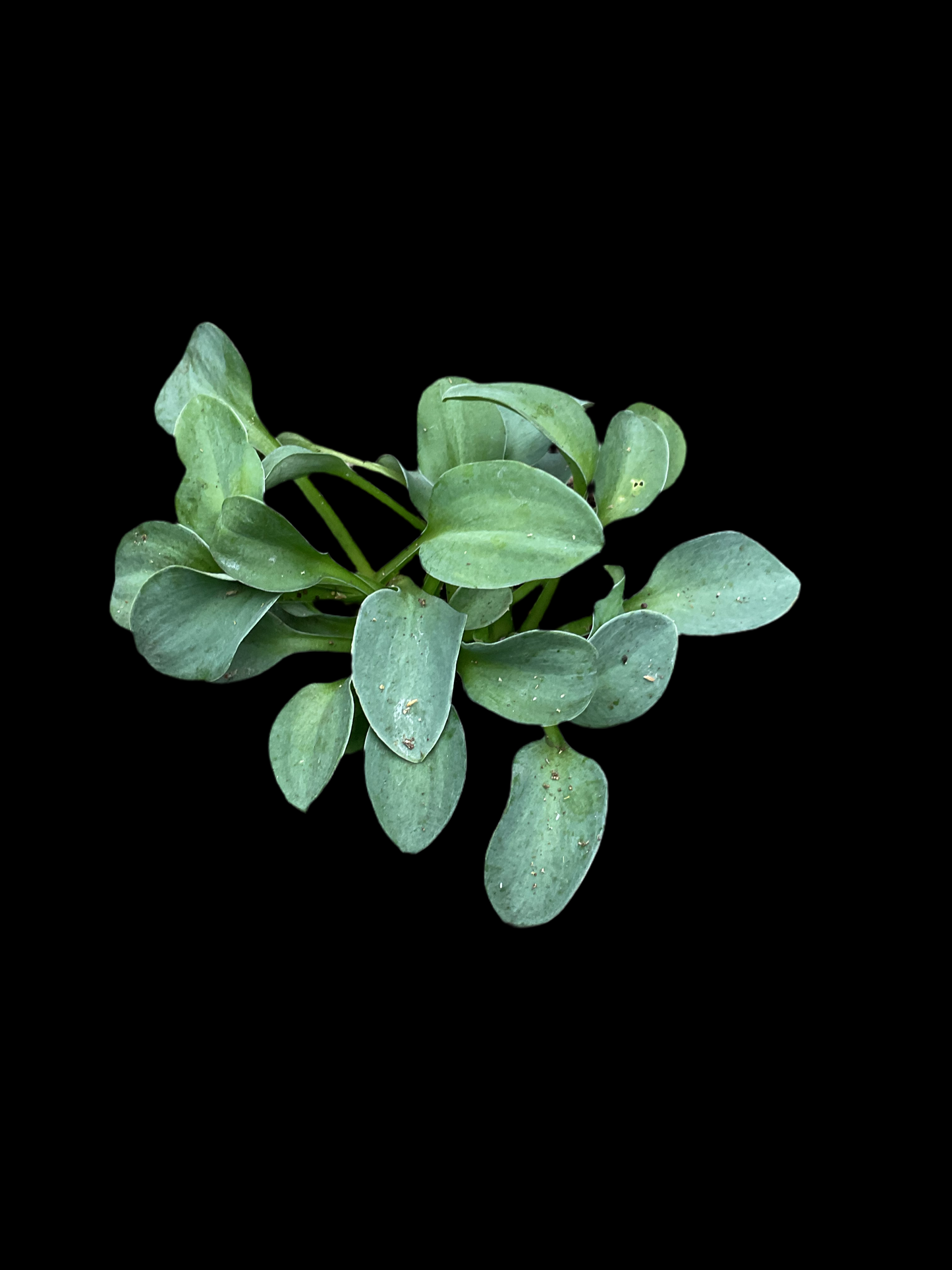 Hosta ‘Magical Mouse Ears’