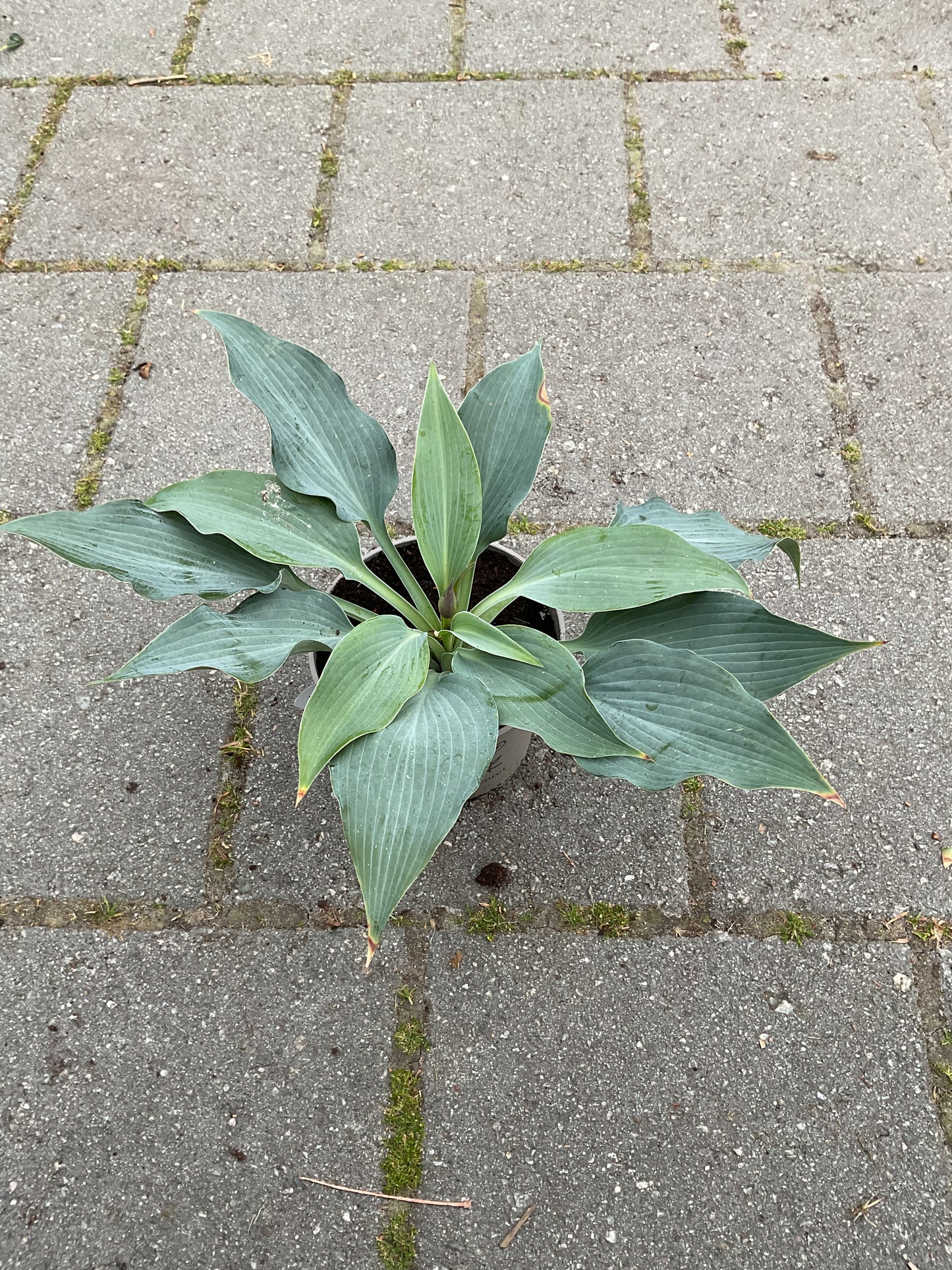 Hosta ‘Blue Dimples’