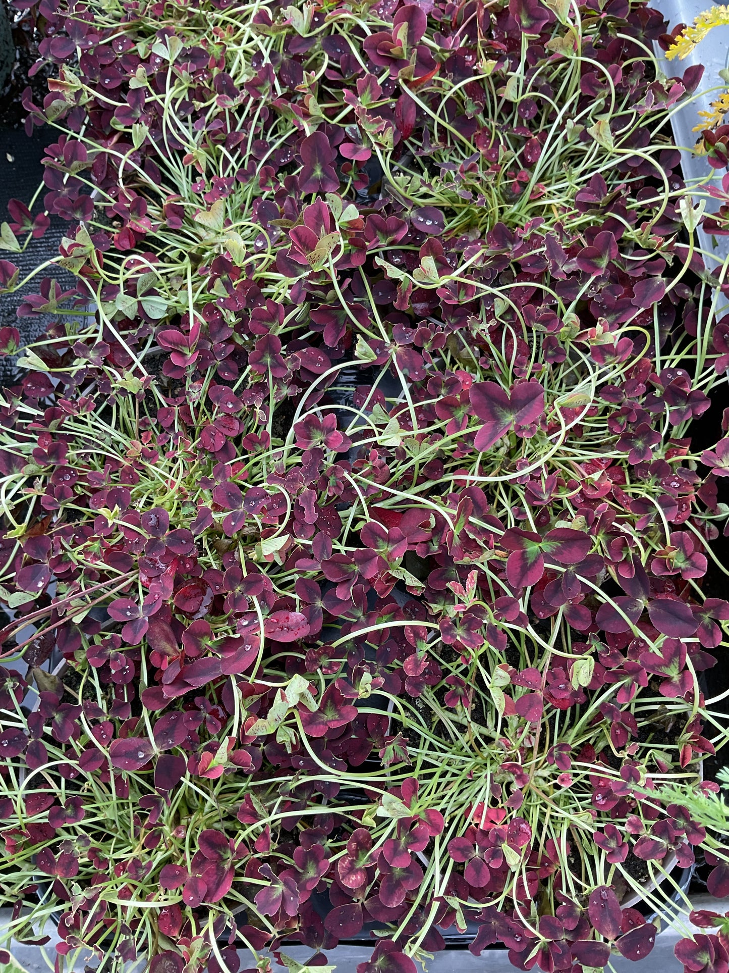 Trifolium repens ‘Isabella’ P11