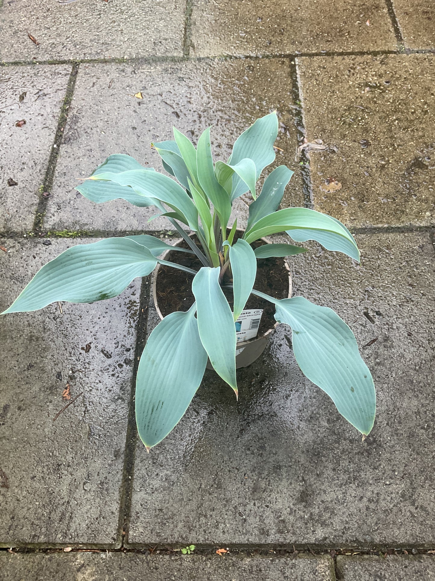 Hosta ‘Round About Midnight’ P15
