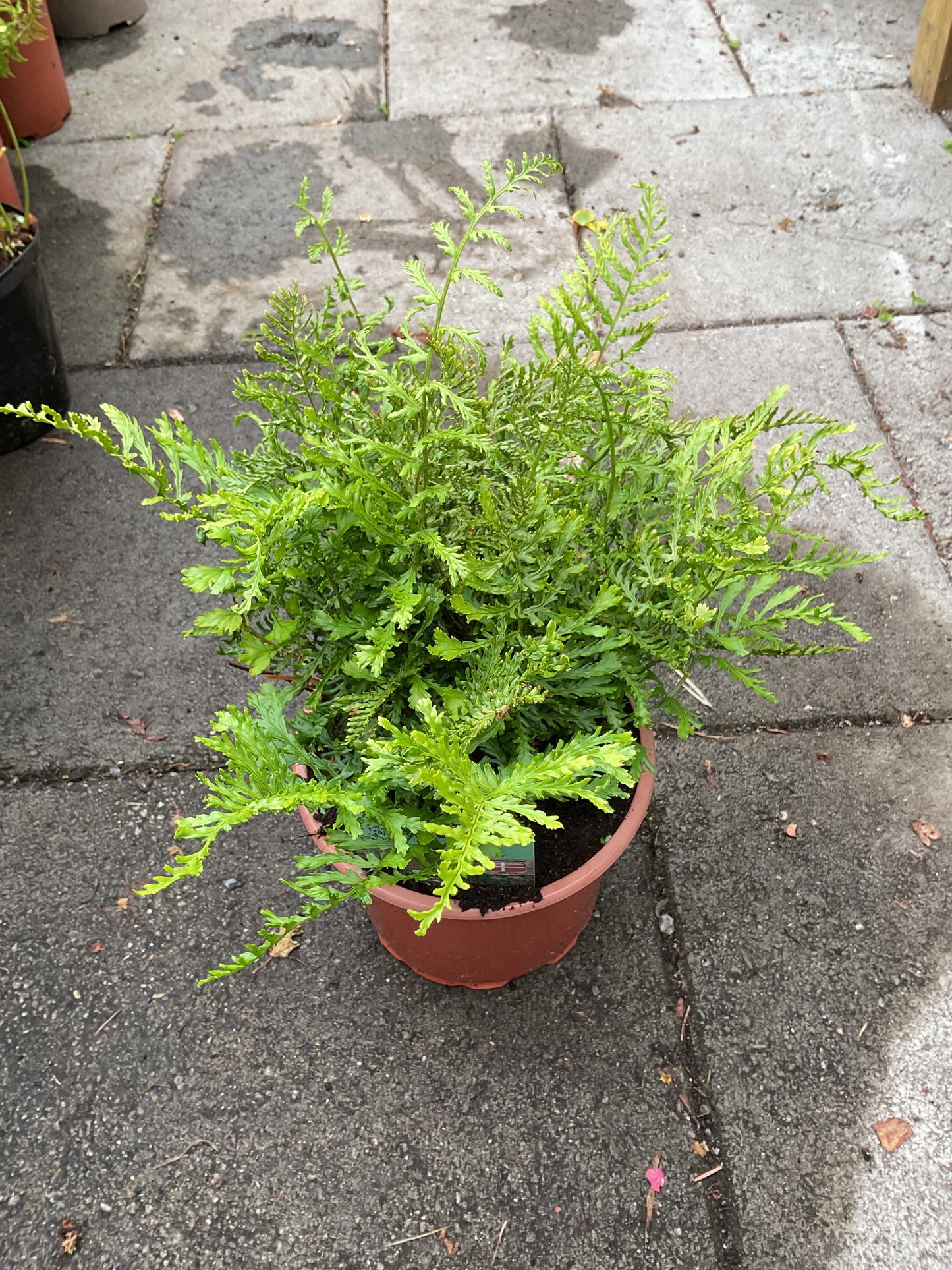 Dryopteris filix-mas ‘Linearis Polydactyla’