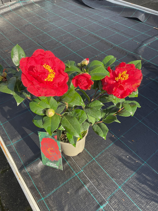 Camellia japonica ‘Dr Burnside’ P15