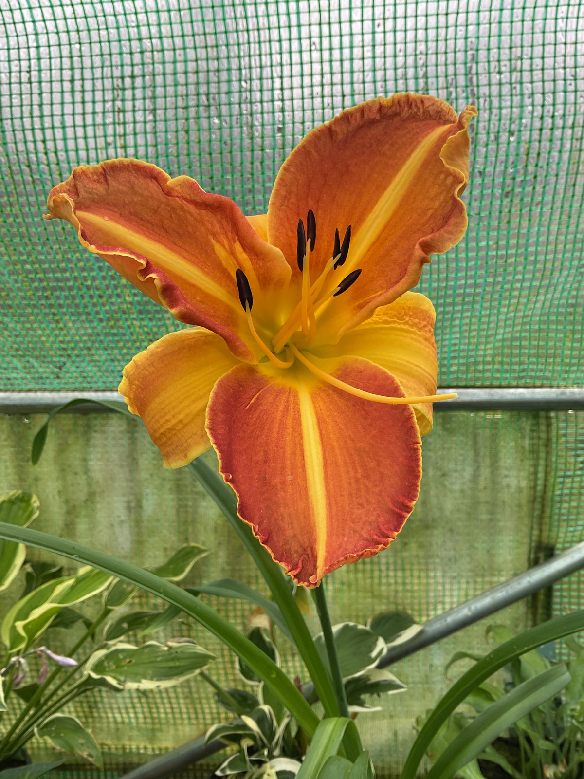 Hemerocallis ‘Shola’ P11x11