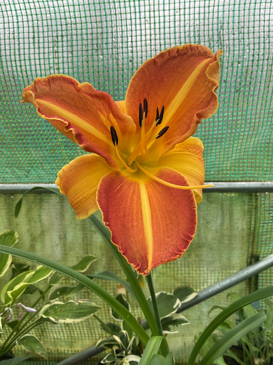 Hemerocallis ‘Shola’ P11x11
