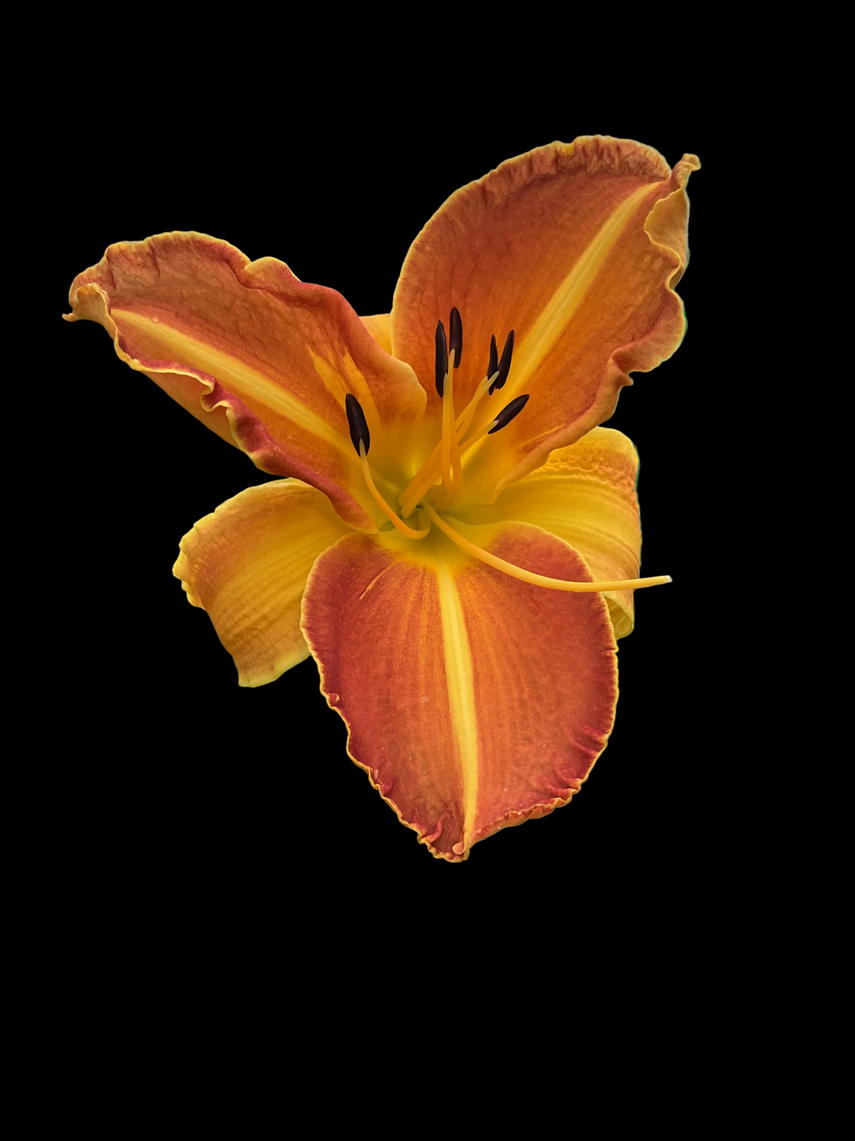 Hemerocallis ‘Shola’ P11x11