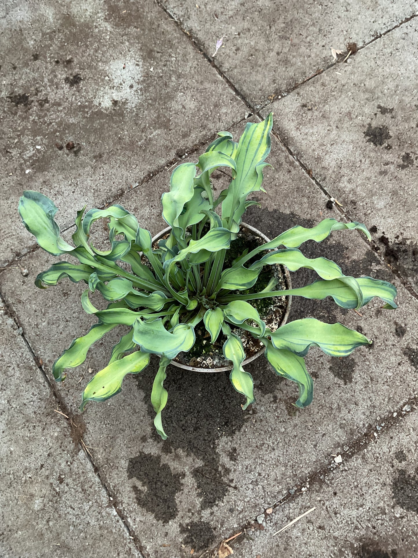 Hosta ‘Gravity Rocks’ P15