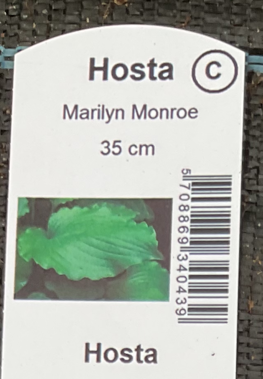 Hosta ‘Marilyn Monroe’ P15