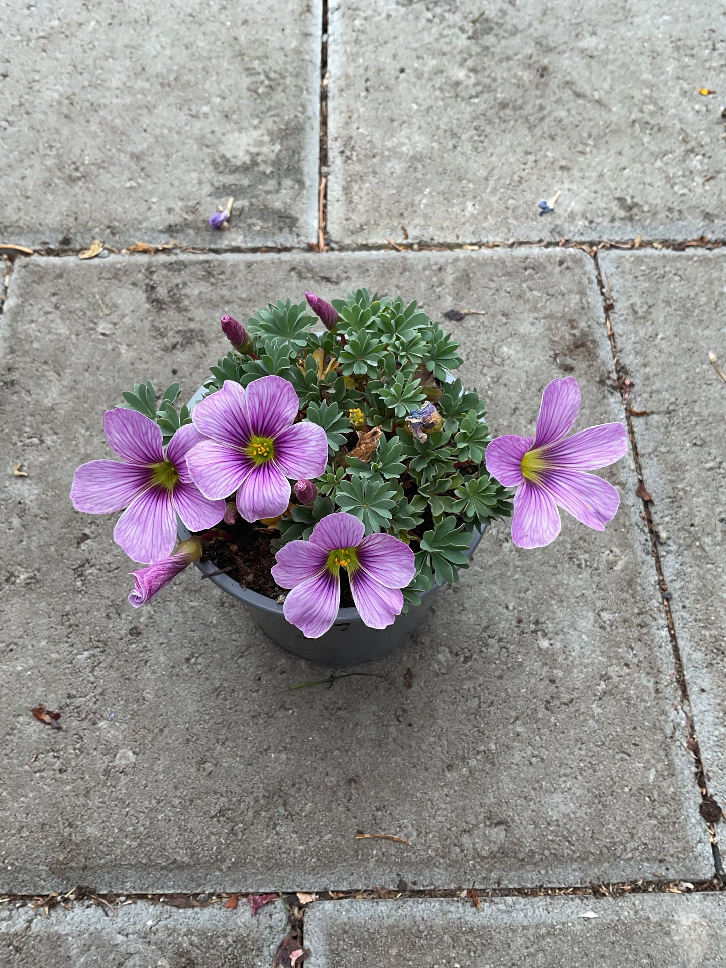 Oxalis hyb. ‘Ione Hecker’