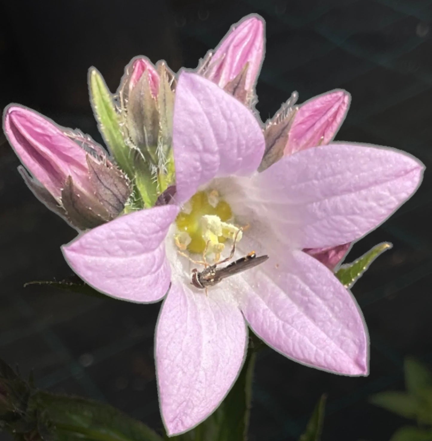 Campanula lactiflora ‘Loddon Anna’ P11x11
