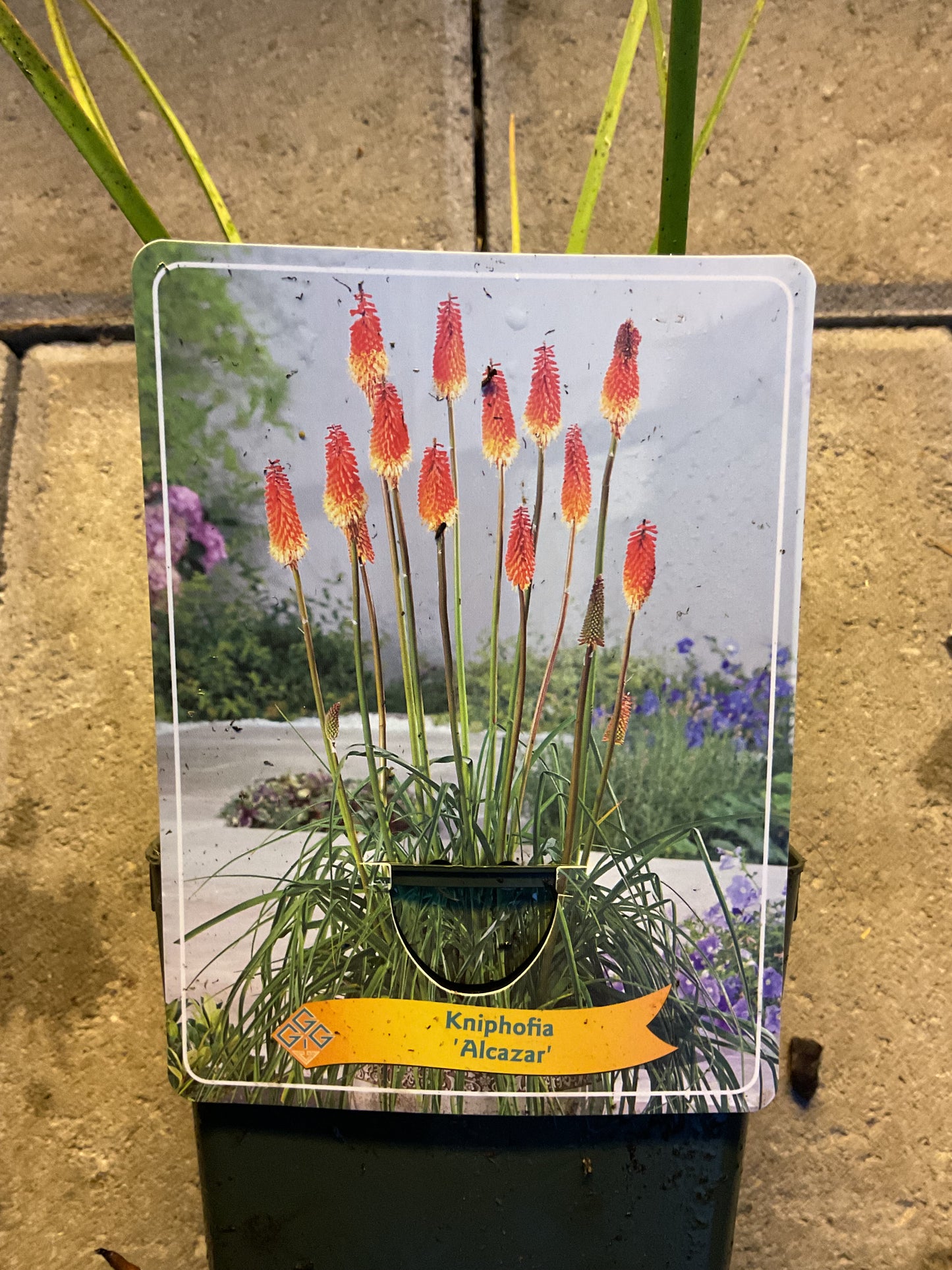 Kniphofia ‘Alcazar’ P11x11