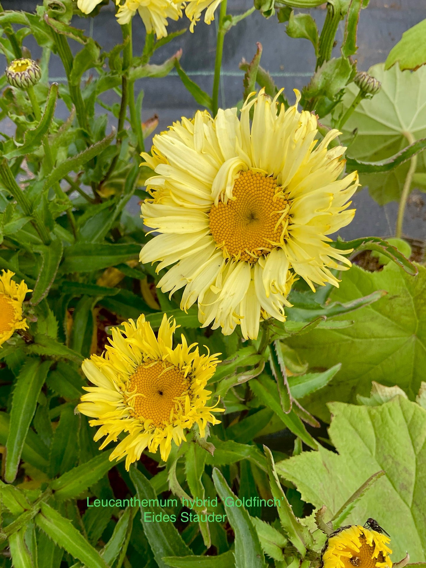 Leucanthemum hybrid ‘Goldfinch’ P17