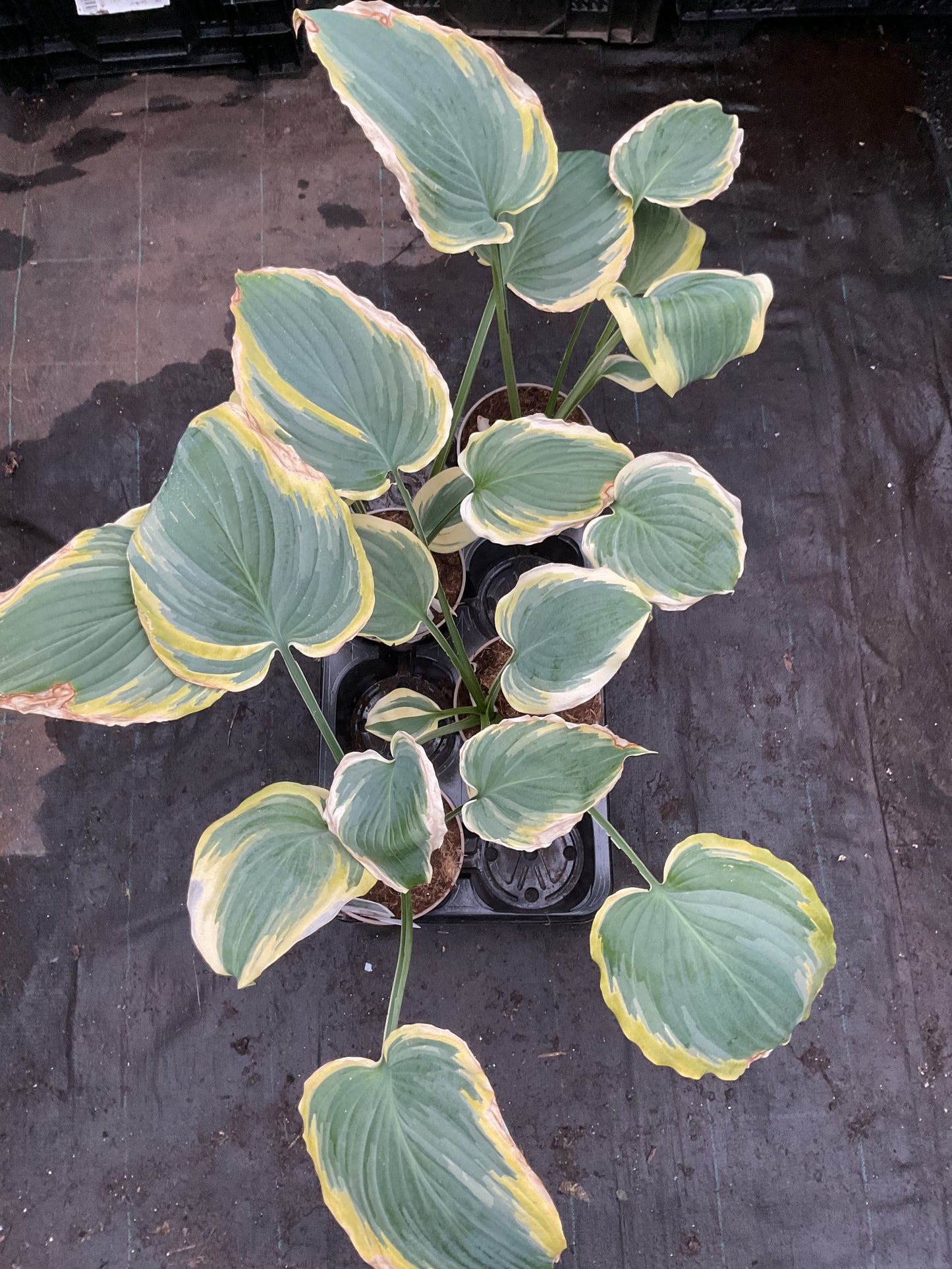 Hosta ‘Seducer’®️P15