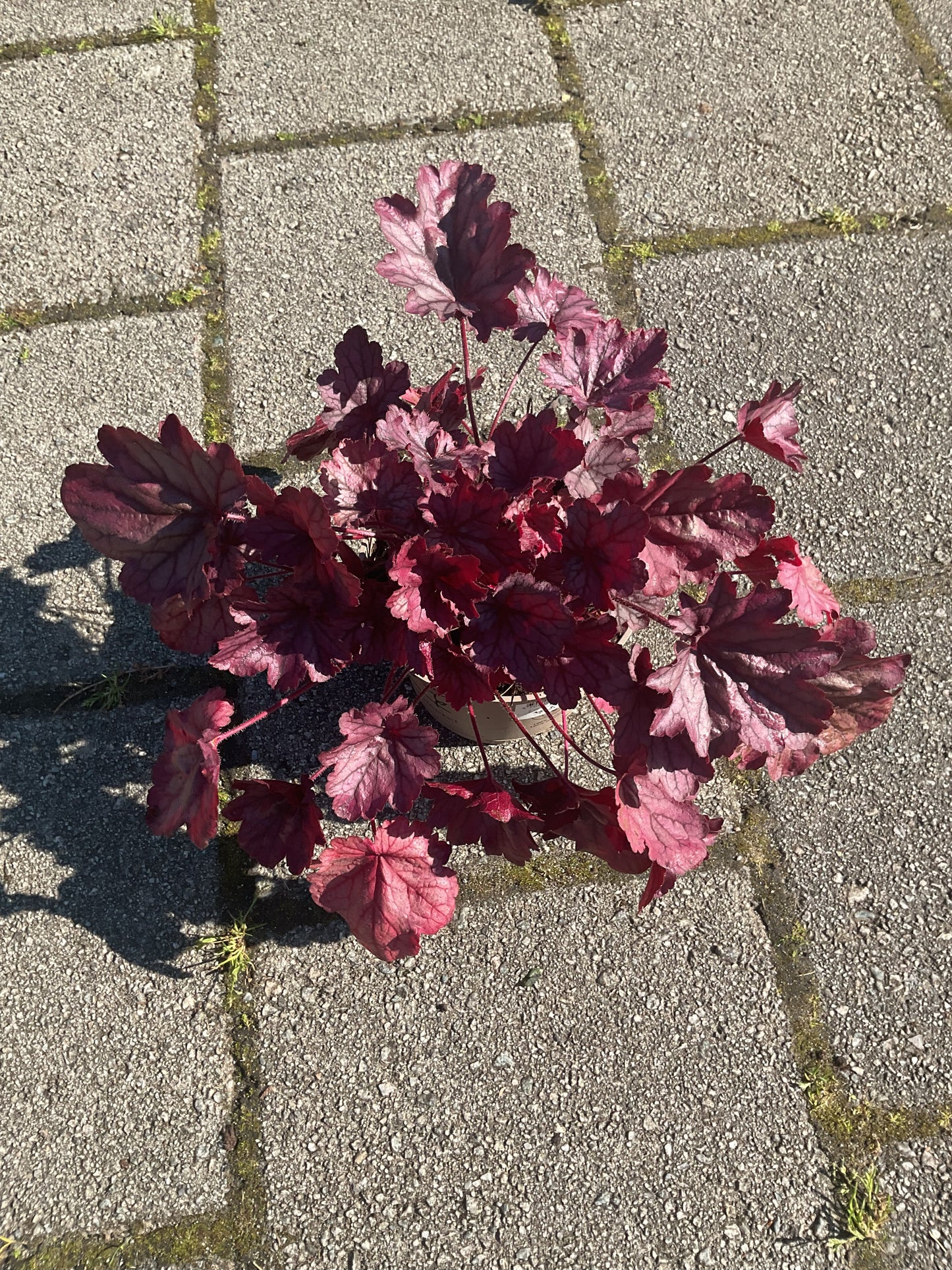 Heuchera ‘Shanghai’ P15