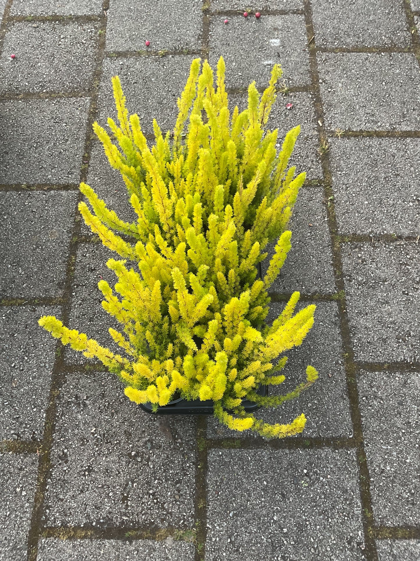 Erica arborea ‘Alberts Gold’ P11