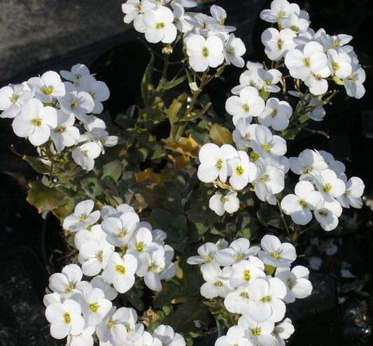 Arabis caucasica ‘Snehvide’