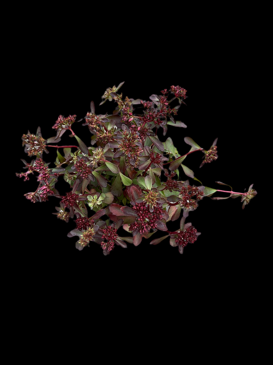 Sedum hybrid ‘Brown Sugar’ P12