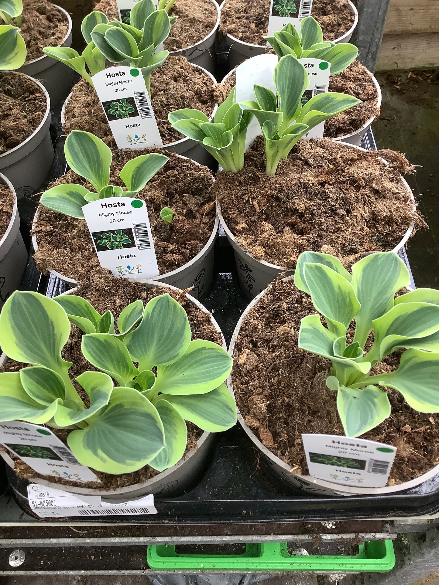 Hosta ‘Mighty Mouse’ P15