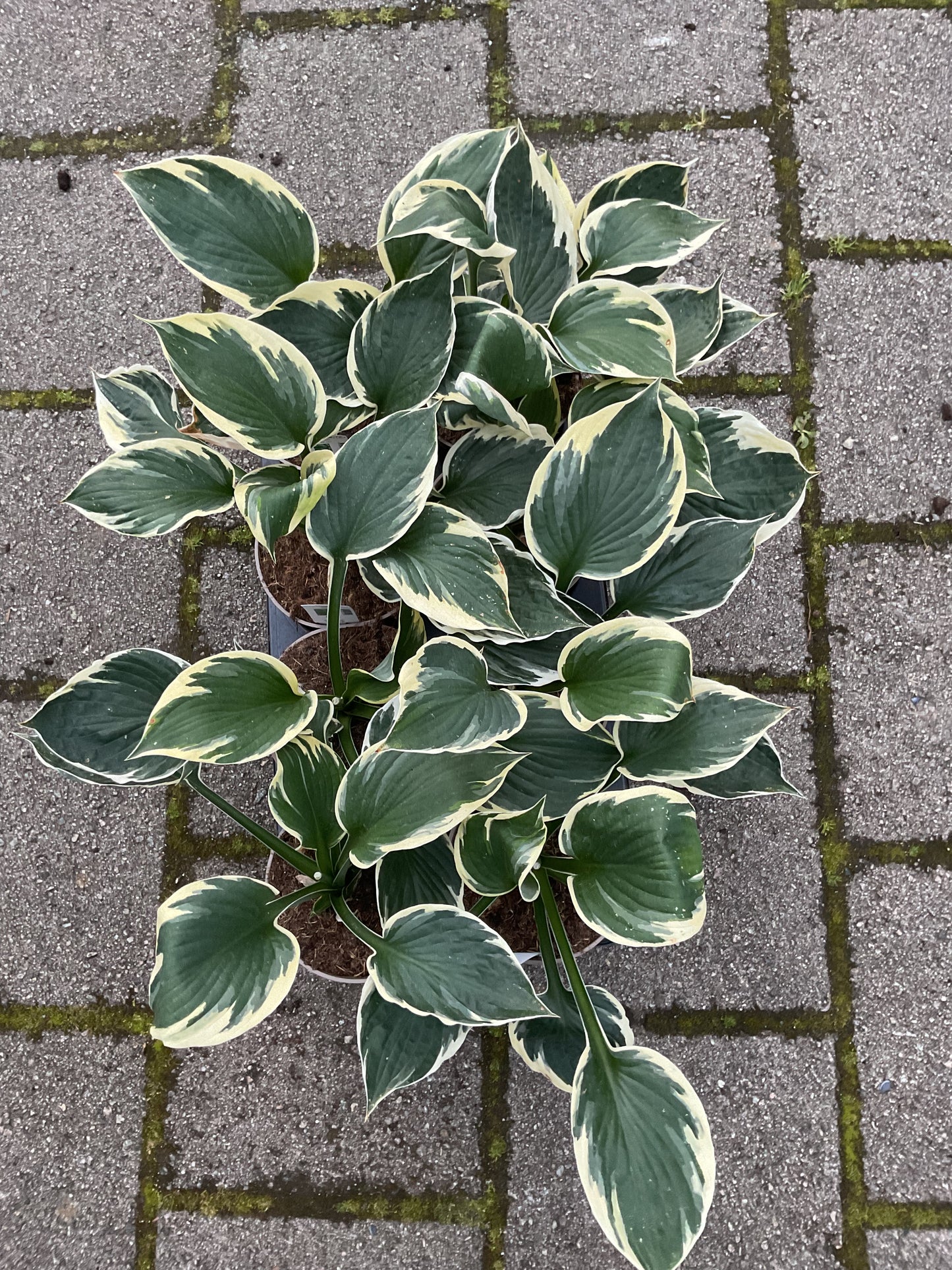 Hosta ‘Karin’