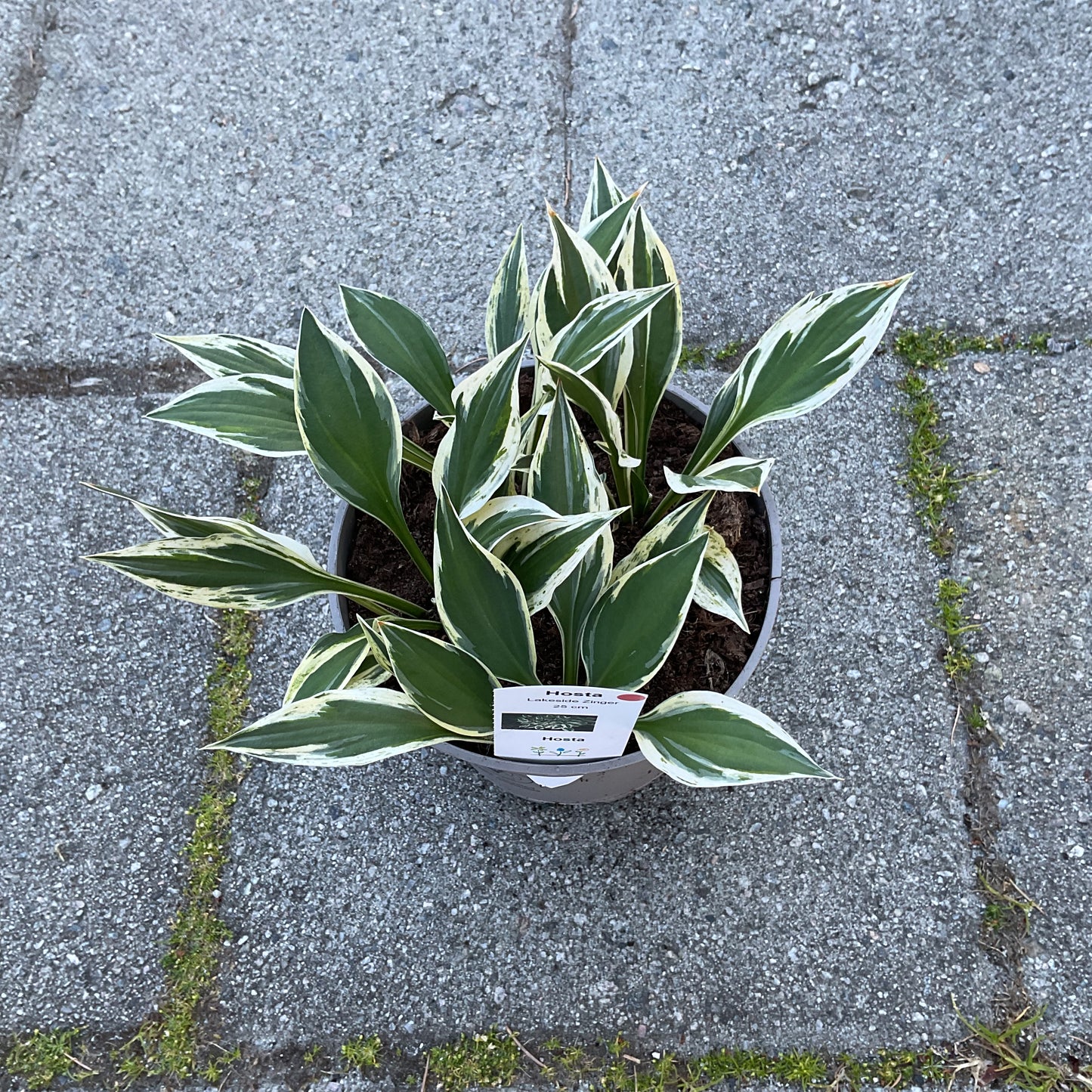 Hosta ‘Lakeside Zinger’