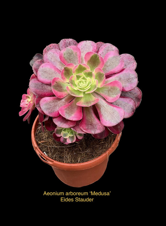Aeonium arboreum ‘Medusa’ P17