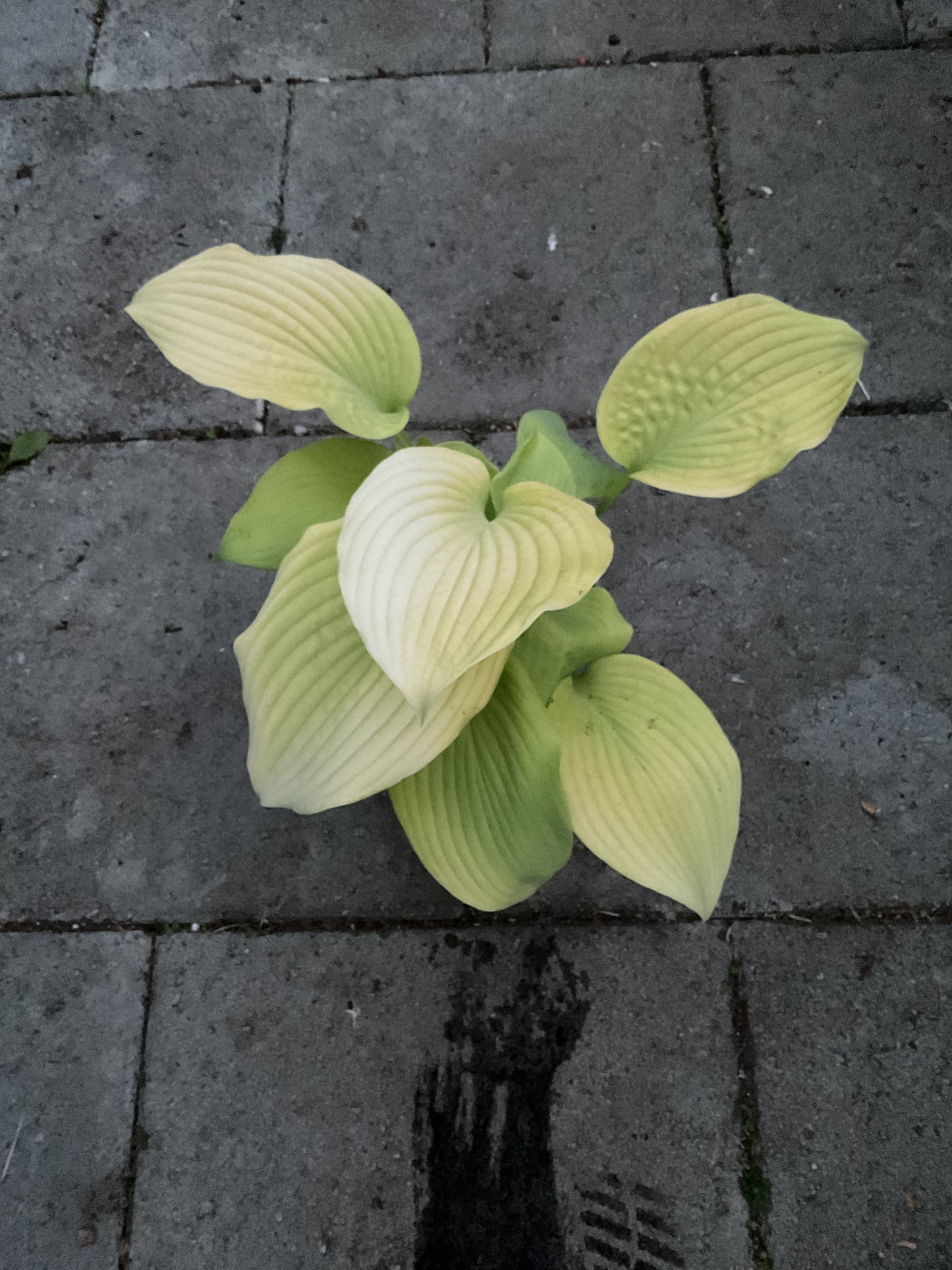 Hosta ‘Blaze of Glory’