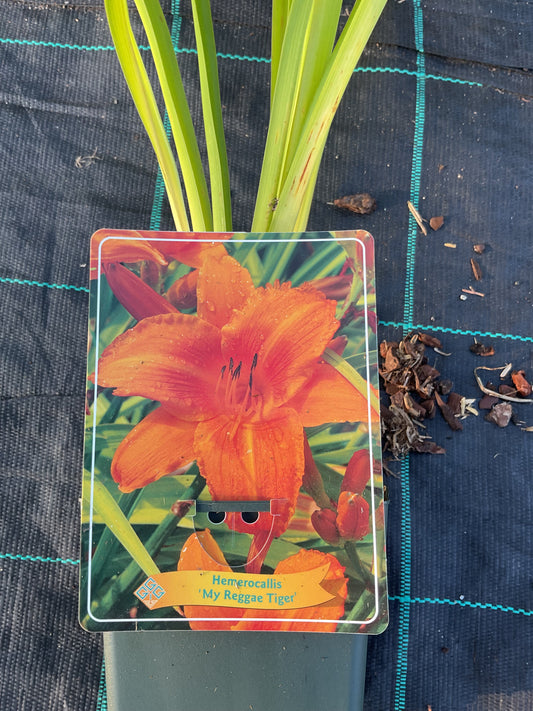 Hemerocallis ‘My Reggae Tiger’ P11x11