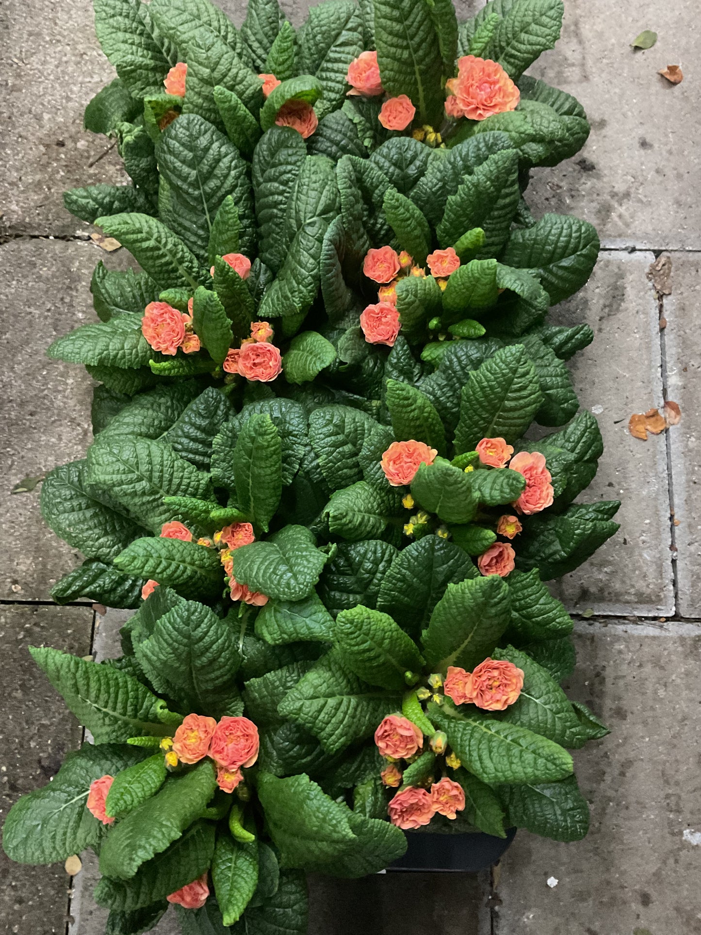 Primula Belarina ‘Sweet Apricot’ P12