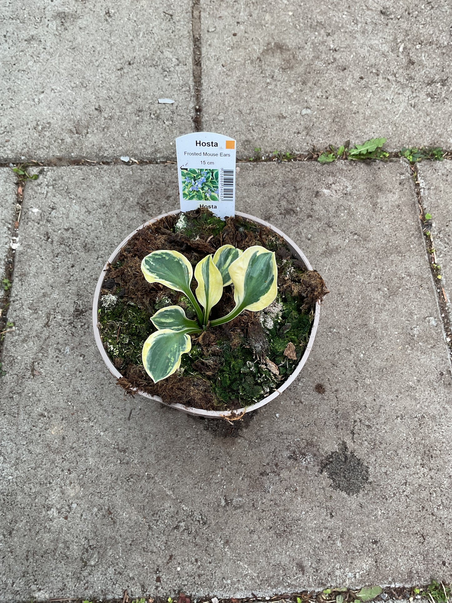 Hosta ‘Frosted Mouse Ears’ P15