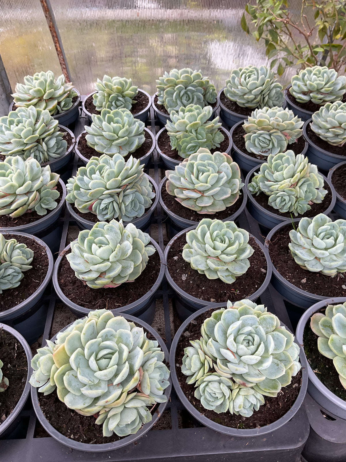 Echeveria elegans 3 stk planter i P9
